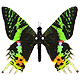 diataku
